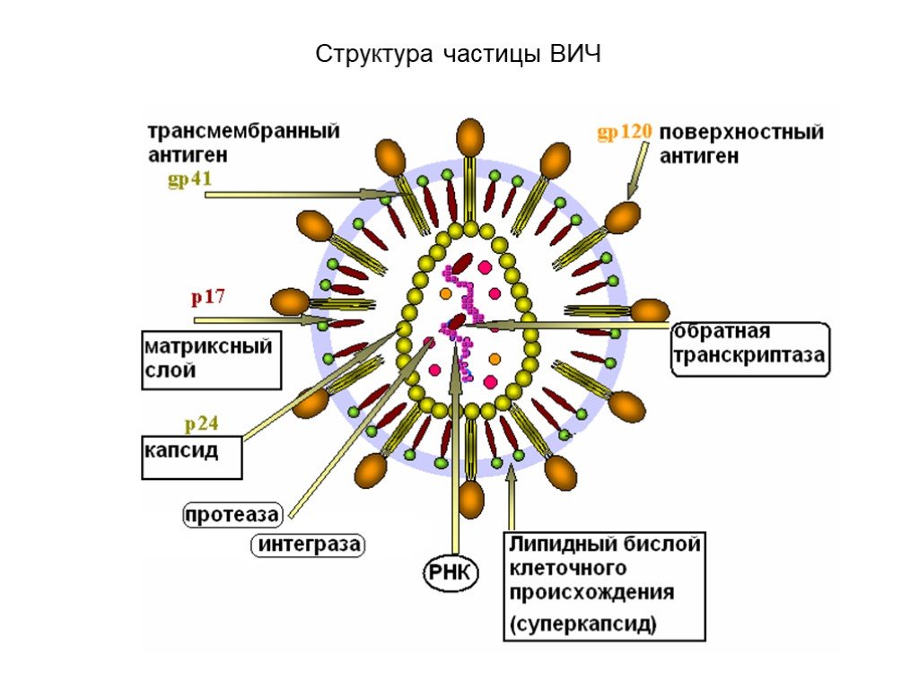 Белки вич. ВИЧ структура вириона. Схема строения вируса иммунодефицита человека. Структура вируса СПИД. Строение вирусной частицы ВИЧ.