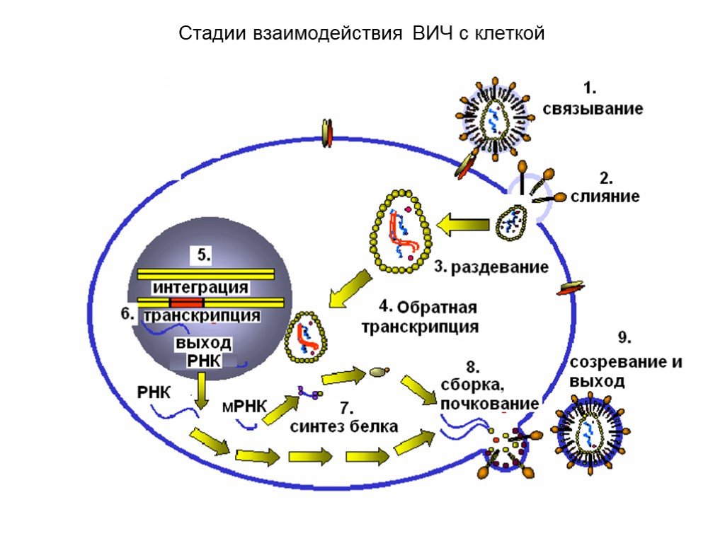 Как происходит размножение вирусов вызывающих спид. Жизненный цикл вируса ВИЧ схема. Взаимодействие вируса ВИЧ С клеткой. Жизненный цикл ретровируса иммунодефицита человека. Этапы жизненного цикла вируса иммунодефицита человека.