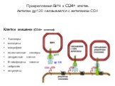 Прикрепления ВИЧ к CD4+ клетке. Антиген gp120 связывается с антигеном CD4. Клетки мишени (СD4+ клетки): Т-хелперы моноциты макрофаги естественные киллеры дендритные клетки В-лимфоциты памяти нейроглия астроциты