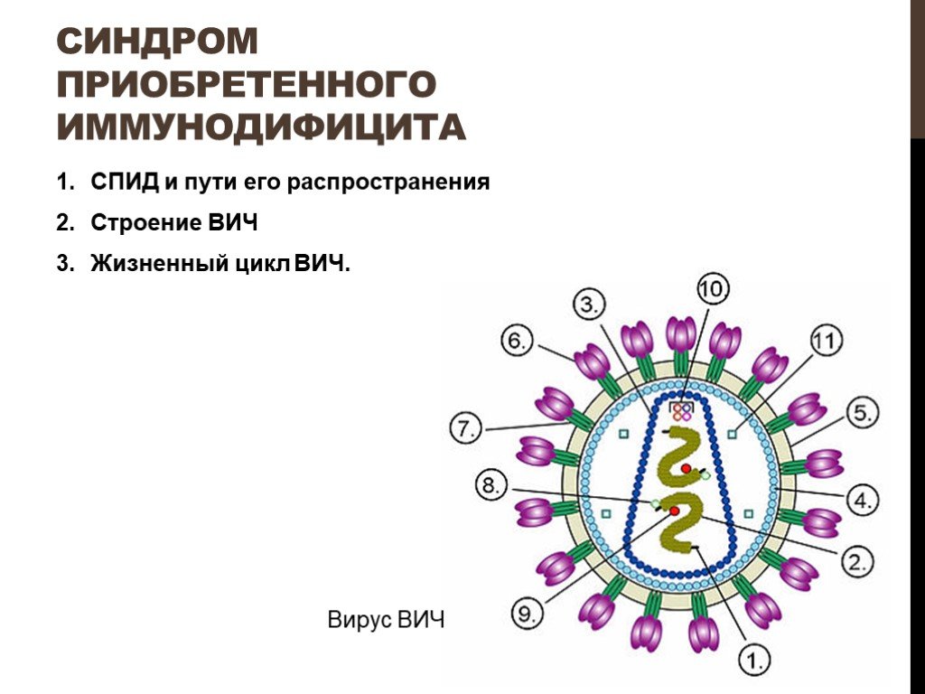 Схема строения вируса иммунодефицита человека и схему патогенеза заболевания