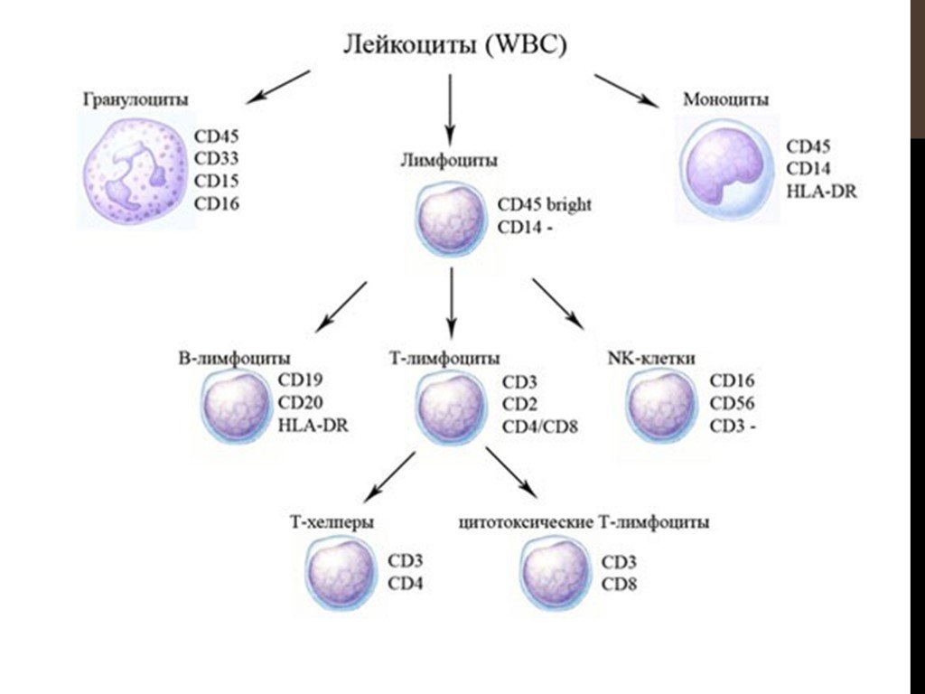 Лимфоциты структура. Т-лимфоциты Тип клетки. Лимфоцит строение клетки. Схема типов лимфоцитов. Классификация лейкоцитов иммунология.