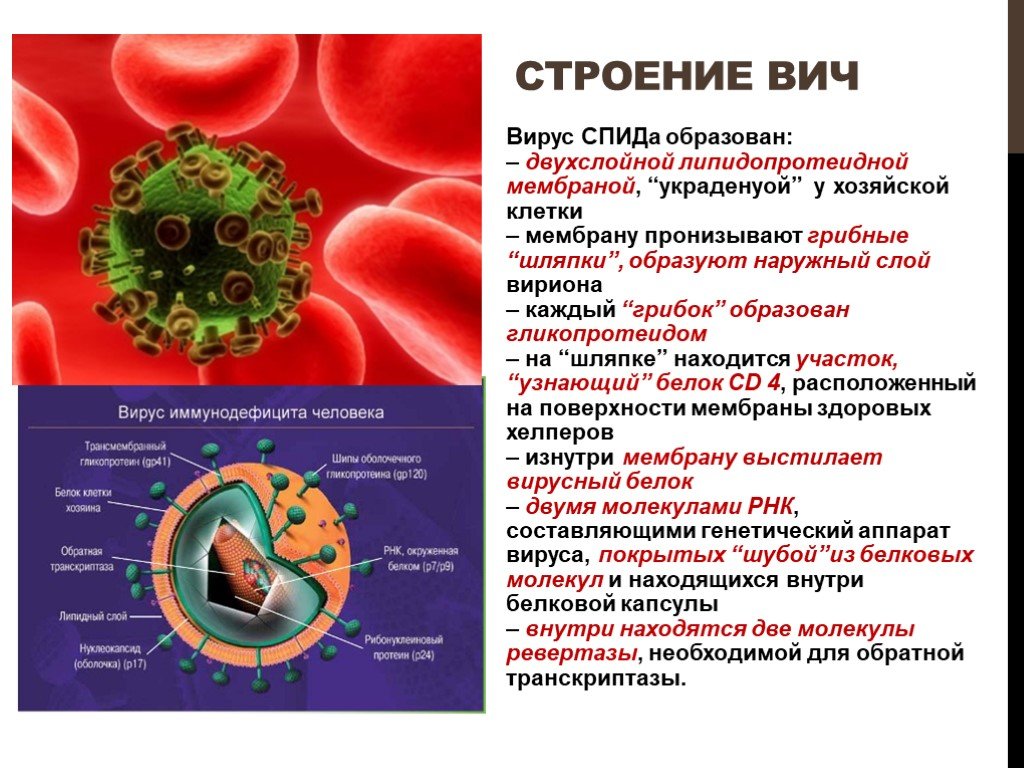Клетка иммунодефицита. Строение вируса ВИЧ И СПИД. Вирус иммунодефицита строение. Строение вируса ВИЧ. ВИЧ вирус иммунодефицита человека.