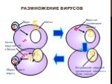 Встраивание вирусной нуклеиновой кислоты в геном клетки