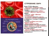Вирус СПИДа образован: – двухслойной липидопротеидной мембраной, “украденyой” у хозяйской клетки – мембрану пронизывают грибные “шляпки”, образуют наружный слой вириона – каждый “грибок” образован гликопротеидом – на “шляпке” находится участок, “узнающий” белок CD 4, расположенный на поверхности мем
