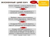 Жизненный цикл ВИЧ. “Шляпка” прилипает к участку с белком CD 4 и отрывается от “грибка”. Сжатая ножка с силой расправляется и пронизывает мембрану хелпера-мишени. Мембрана вируса и клетки сливается, белковая капсула распадается, вирусная РНК освобождается. На вирусной РНК с участием фермента обратно