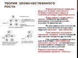 Вирусогенетическая теория рака – результат влияния генетического материала опухолевого вируса на генетический аппарат пораженной клетки Вирус вносит в геном клетки онкоген , который не подчиняется механизмам клеточной регуляции – вызывает со временем рак Во всех нормальных клетках есть онкогены, оче