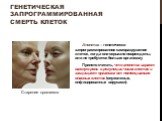 Апоптоз – генетически запрограммированное саморазрушение клеток, когда они серьезно повреждены, или не требуются больше организму Принято считать, что апоптоз играет важную роль в регуляции числа клеток и защищает организм от потенциально опасных клеток (опухолевых, инфицированных вирусами). Генетич