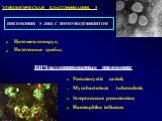 Цитомегаловирус; Патогенные грибы; ВИЧ-ассоциированные пневмонии: Pneumocystis carinii; Mycobacterium tuberculosis; Streptococcus pneumoniae; Haemophilus influenze. ЭТИОЛОГИЧЕСКАЯ КЛАССИФИКАЦИЯ. 3