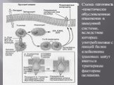 Схема патогенеза -генетически обусловленные изменения в иммунной системе, вследствие которых употребляемые с пищей белки клейковины злаковых могут явиться триггерным фактором целиакии.