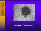 Колонии C. botulinum