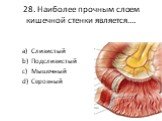 28. Наиболее прочным слоем кишечной стенки является…. Слизистый Подслизистый Мышечный Серозный