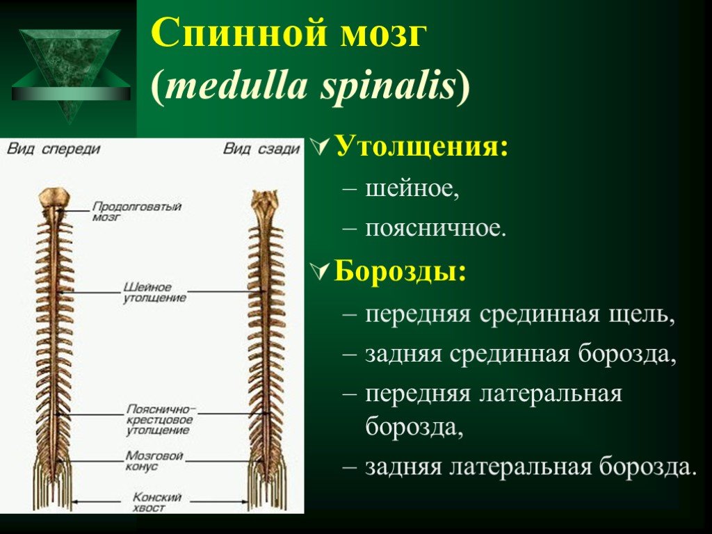 Спинной мозг выходит из. Медулла Спиналис. Борозды и утолщения спинного мозга. Утолщения спинного мозга , борозды и щели. Шейное и поясничное утолщение спинного мозга.