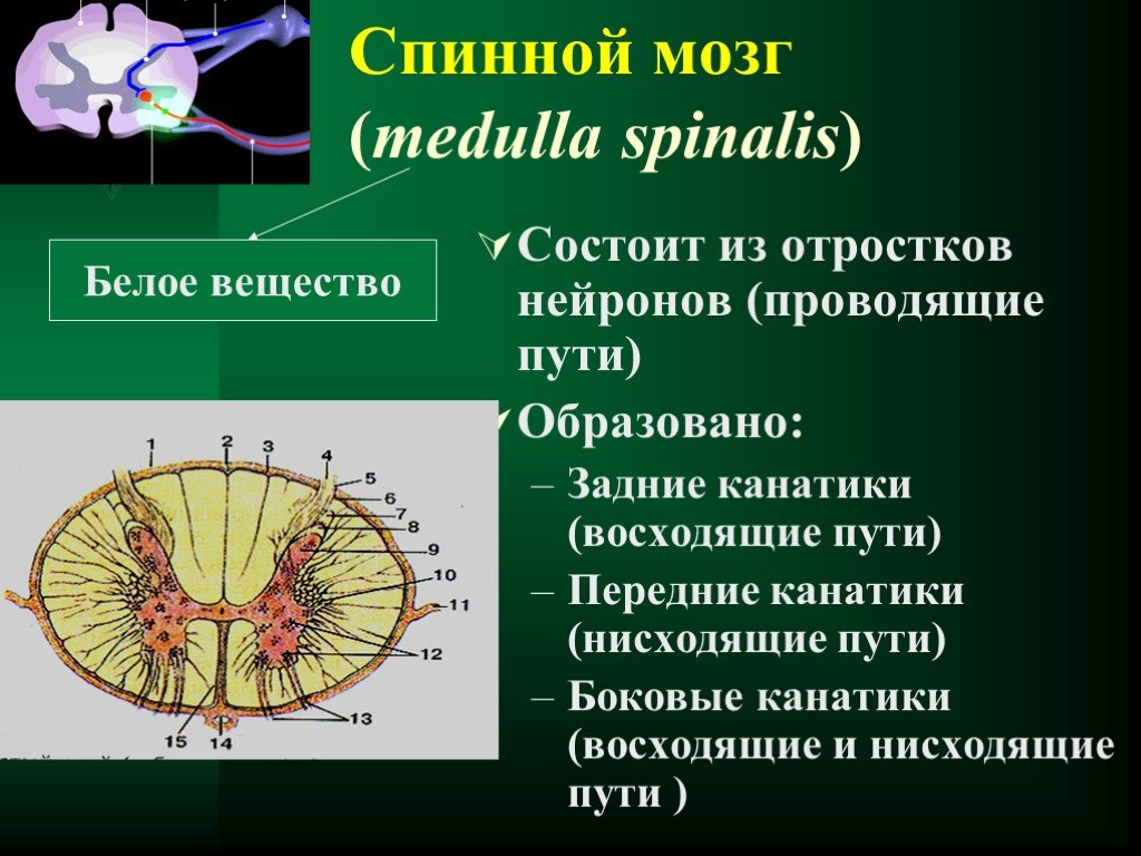 Центральное ядро спинного мозга. Передний канатик белого вещества спинного мозга. Передние канатики задние канатики спинного мозга. Нейроны серого вещества спинного мозга. Передние боковые и задние канатики белого вещества.