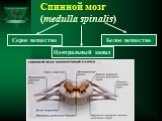 Серое вещество Белое вещество. Центральный канал