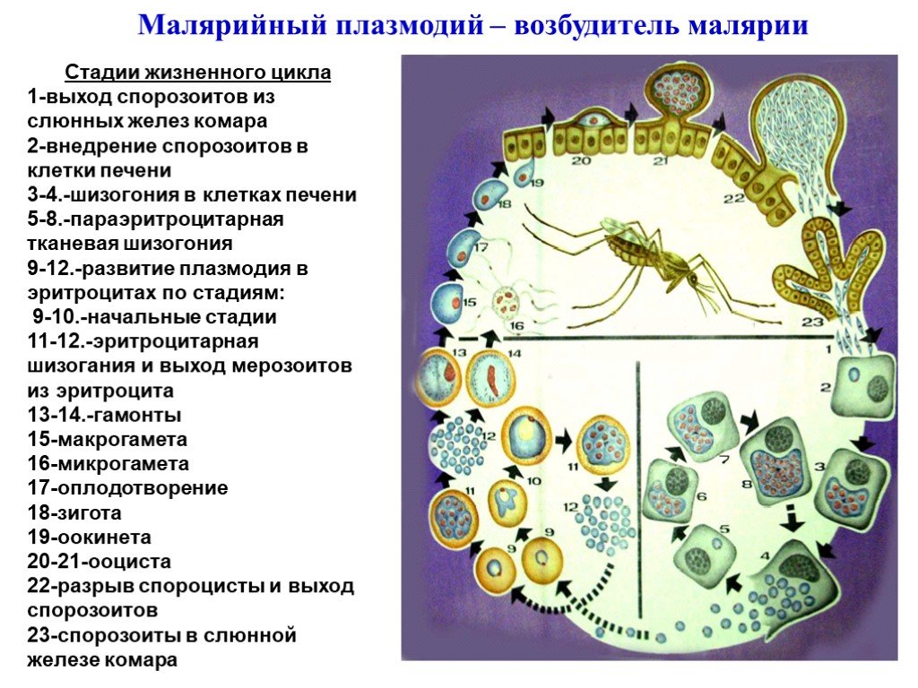 Жизненный цикл возбудителя. Цикл развития возбудителя трехдневной малярии. Этапы жизненного цикла малярийного плазмодия. Фазы развития малярийного плазмодия. Стадии жизненного цикла малярийного плазмодия.
