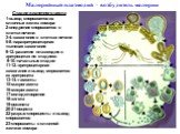 Малярийный плазмодий – возбудитель малярии. Стадии жизненного цикла 1-выход спорозоитов из слюнных желез комара 2-внедрение спорозоитов в клетки печени 3-4.-шизогония в клетках печени 5-8.-параэритроцитарная тканевая шизогония 9-12.-развитие плазмодия в эритроцитах по стадиям: 9-10.-начальные стадии