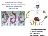 Кровяные сосальщики: Schistosoma mansoni, Schistosoma japonicum, Schistosoma haematobium. Стадии жизненного цикла 1 – яйцо, 2 - мирацидий 3, 4 - спороциста 5, 6 – церкарий, 7- марита