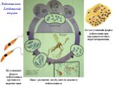 Лейшмании -Leishmania tropica. Жгутиковая форма лейшмании в организме переносчика. Цикл развития возбудителя кожного лейшманиоза. Безжгутиковая форма лейшмании при внутриклеточном паразитировании