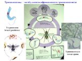 Трипаносомы – возбудители африканского трипаносомоза. Trypanosoma brucei gambiense. Трипаносомы в мазке крови