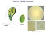 Цисты лямблии. Лямблия - Lamblia intestinalis