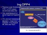 Ing DPP4. Период существования ГПП-1 и ГИП равен нескольким минутам Они инактивируются дипептидилпептидазой-4 Это распространенный фермент, отщепляют у энзимов 2 последний АК (Ала или Про)