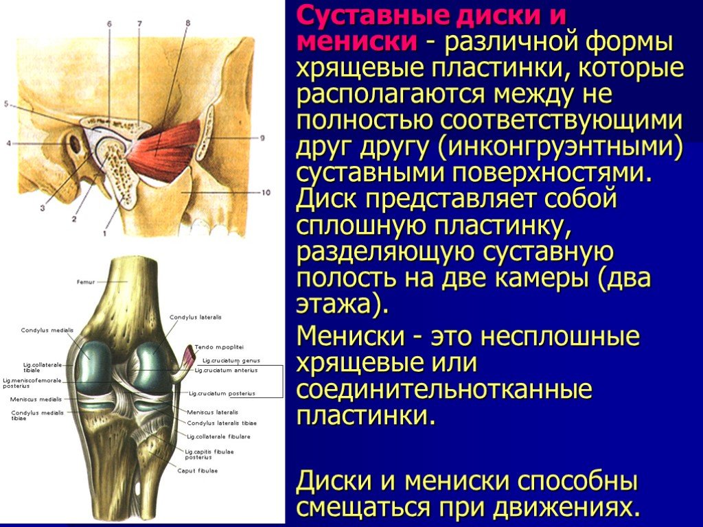 Суставной диск. Строение суставного диска. Суставной диск строение.