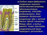 Особым видом фиброзного соединения является вколачивание(например, зубоальвеолярное соединение, articuldtio dentoalveoldris). Этим термином обозначают соединение зуба с костной тканью зубной альвеолы. Между зубом и костью имеется тонкая прослойка соединительной ткани периодонт, periodontum.