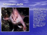 Бегающая рыба. Необычная рыба была выловлена в Австралии на тасманском побережье в 2000 году, и принадлежит к неизвестному виду морских жителей. Рыбу прозвали - «хендфиш» из-за плавников при помощи, которых она способна двигаться по дну. Рыба обитает в чистой воде, на мелководье, ползая по дну и поч