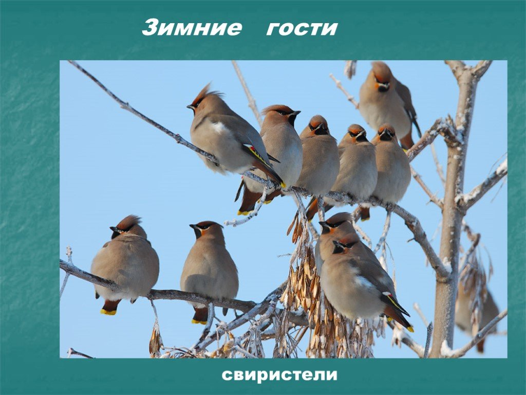 Окружающий мир гости зимы. Прилетелизимниегости- сверестели. Зимний гость. Весенние перелётные птицы с хохолком в Алтайском крае. Свиристель это наш зимний гость.
