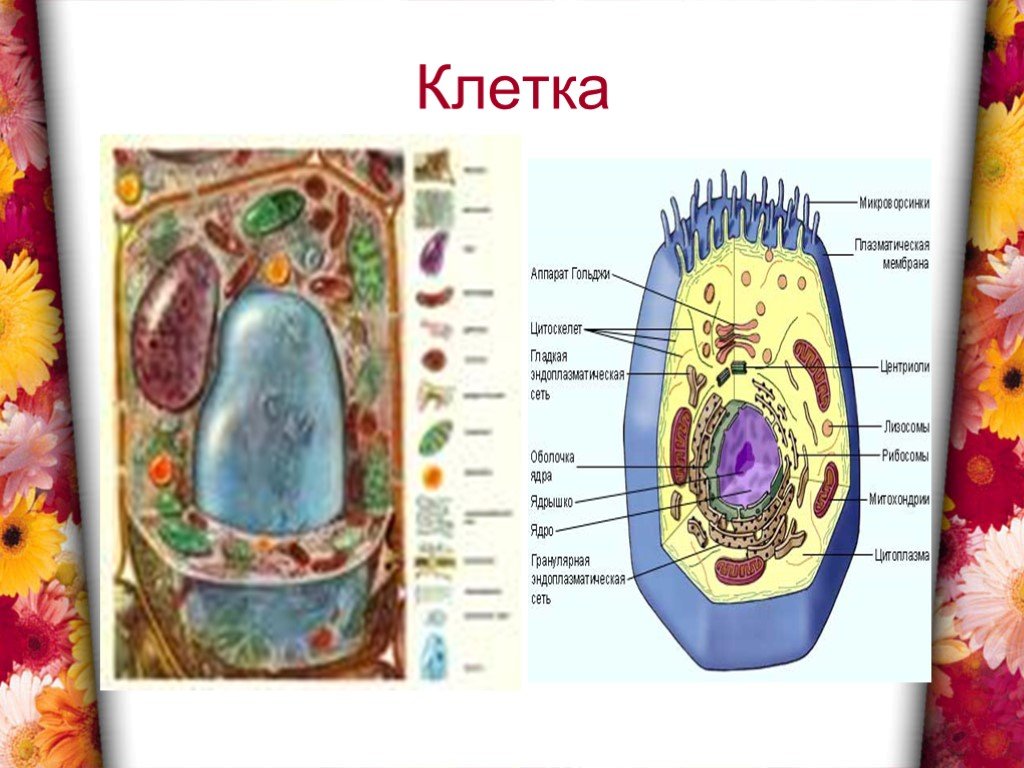 Живая неживая клетка. Живая и неживая клетка. Живые и неживые части клетки. Живые и неживые части растительной клетки. Клеточное строение живых и неживых организмов.