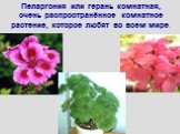 Пеларгония или герань комнатная, очень распространённое комнатное растение, которое любят во всем мире.