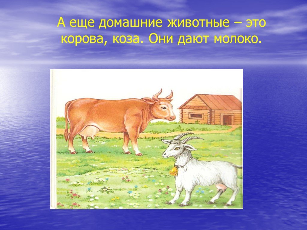 Домашнее животное дали. Домашние животные корова коза. Корова и коза — домашние животные. Занятие для детей. Домашние животные и что они дают человеку картинки. Домашние животные 4 класс.