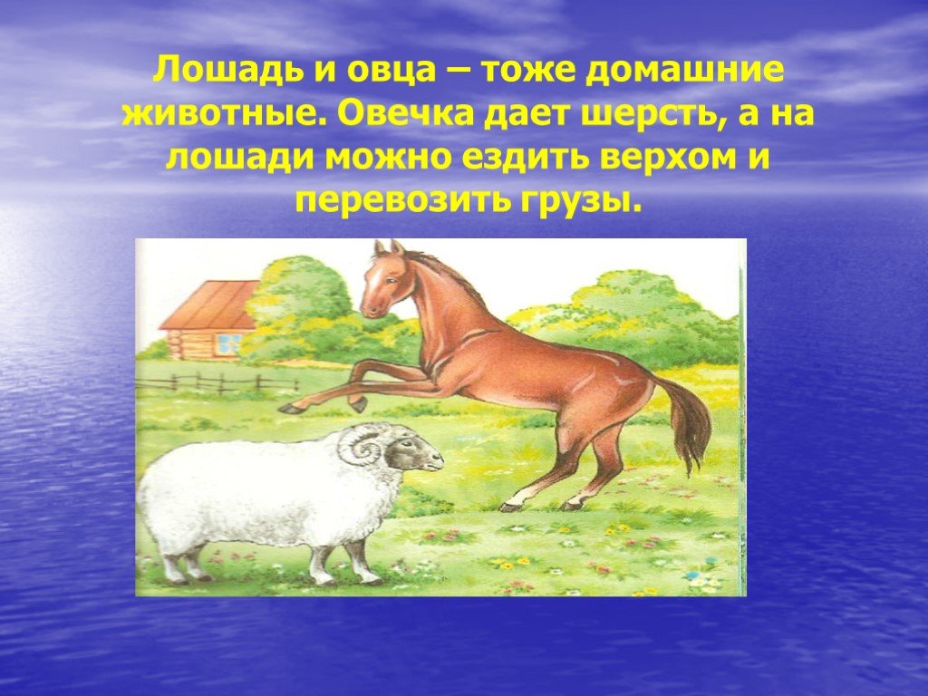 Домашние животные 3 класс. Лошадь и овца. Презентация домашние животные 3 класс. Презентация«лошадь и овца-домашние животные».