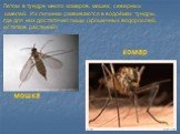 Летом в тундре много комаров, мошек, северных шмелей. Их личинки развиваются в водоёмах тундры, где для них достаточно пищи (крошечных водорослей, остатков растений). комар мошка