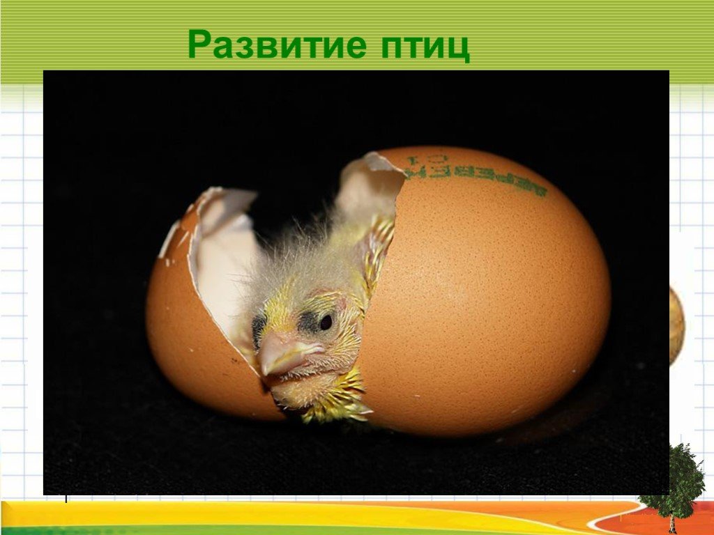 Песня птички яички. Развитие птиц. Яйца разных птиц. Яйцо символ жизни. Размножение и развитие птиц.