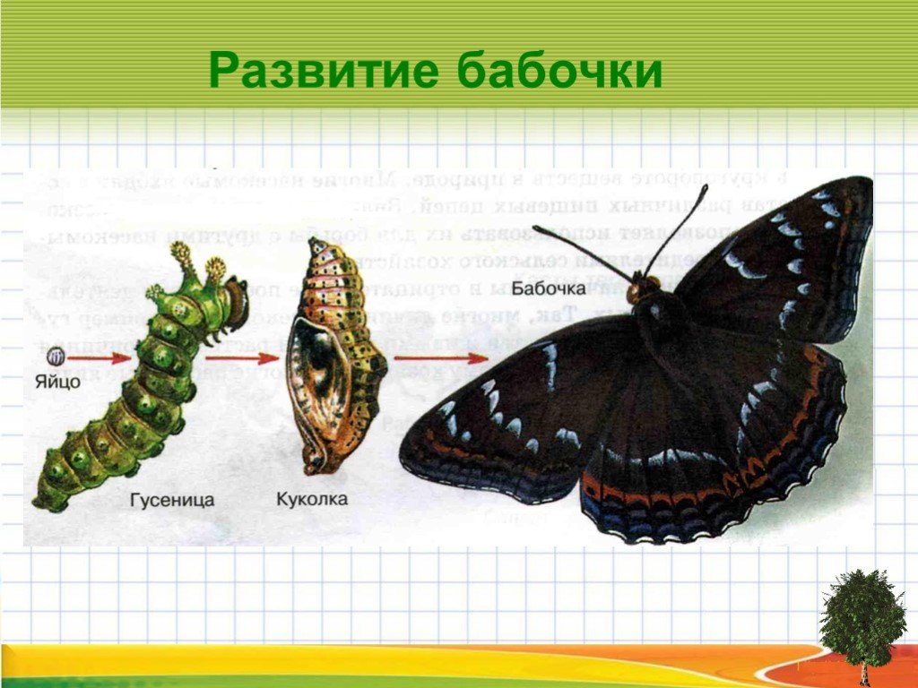 Окружающий мир размножение развитие животных. Полное превращение бабочки. Развитие животных. Развитие бабочки с полным превращением. Модель развития животных.
