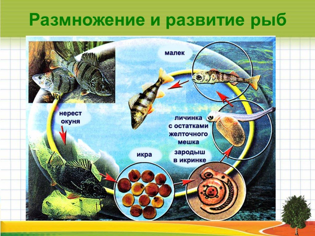 Окружающий мир развитие животных. Стадии развития речного окуня. Размножение и развитие рыб. Схема развития рыбы. Цикл развития рыб.