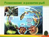 Размножение и развитие рыб
