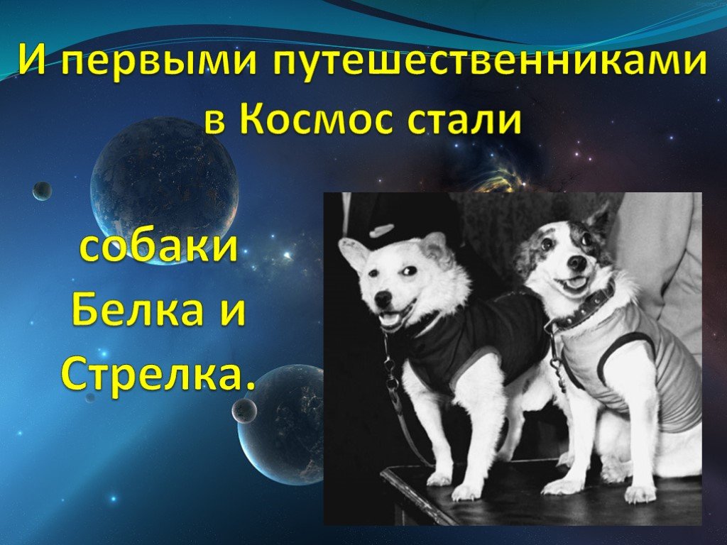 Первые путешественники в космос 4 класс. Белка и стрелка день космонавтики. Первые собаки в космосе. Белка и стрелка в космосе ко Дню космонавтики. Первые животные полетевшие в космос для дошкольников.