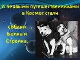 И первыми путешественниками в Космос стали. собаки Белка и Стрелка.