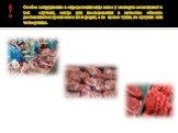 Особое затруднение в определении вида мяса у эксперта возникают в тех случаях, когда для исследования в качестве объекта доставляются куски мяса или фарш, а не целые туши, полутуши или четвертины.