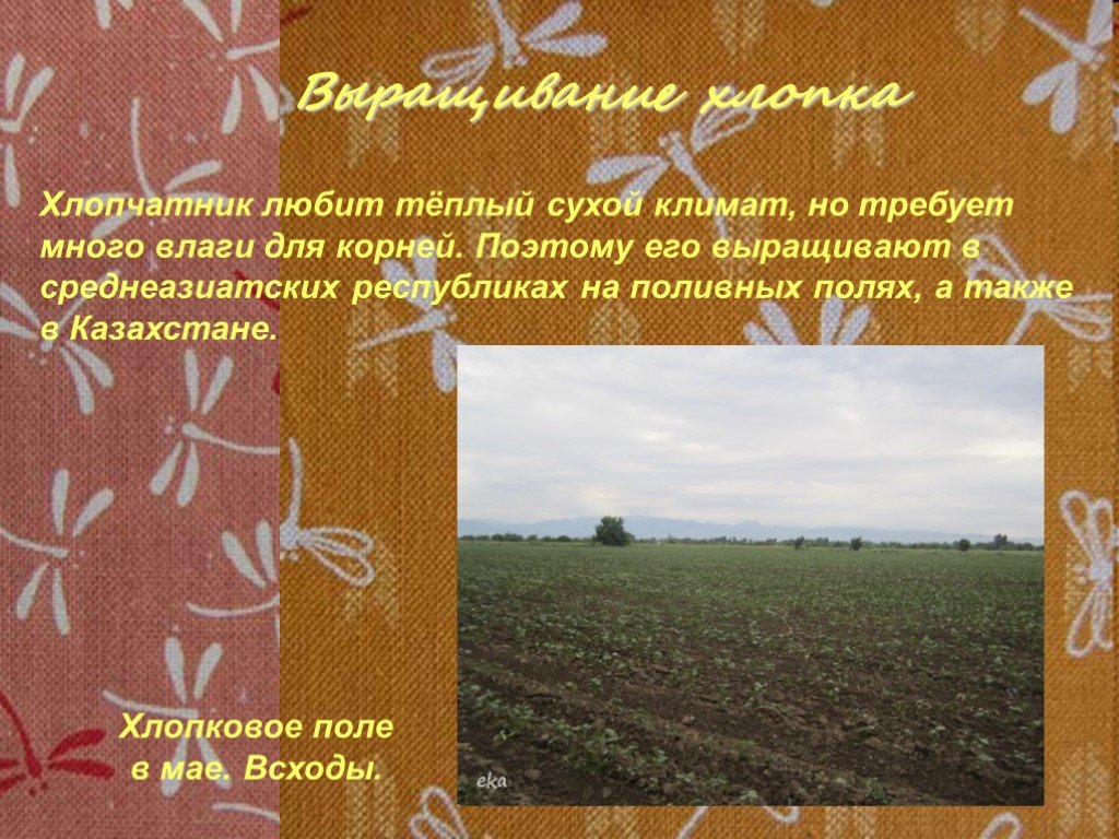 Теплое сухое. Процесс возделывания хлопка. Стихи про хлопок. Условия для хлопка. Хлопок условия выращивания.