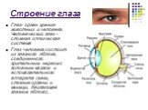 Строение глаза. Глаз- орган зрения животных и человека. Человеческий глаз - сложная оптическая система Глаз человека состоит из глазного яблока, соединенного зрительным нервом с головным мозгом и вспомогательного аппарата (веки, слезные органы и мышцы, двигающее глазное яблоко).