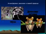 Атмосферное давление в живой природе: Древесные лягушки. Мухи