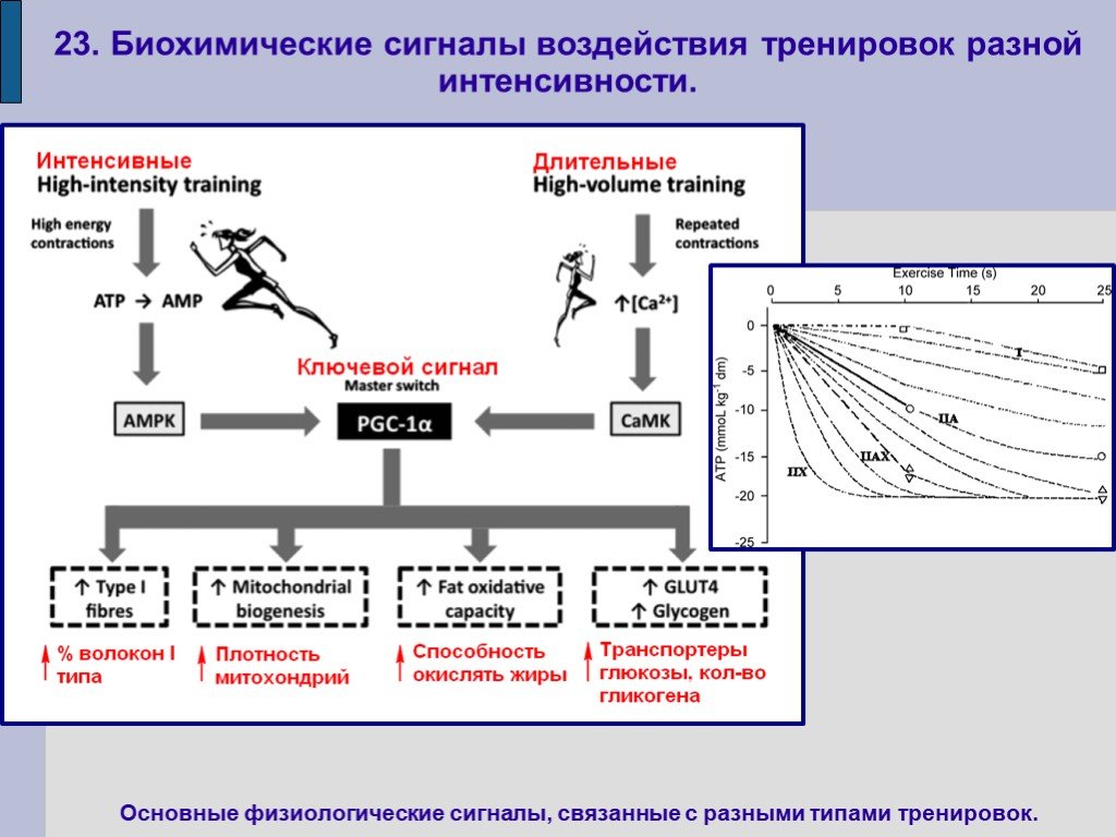 Биохимическое воздействие. Биохимические основы выносливости. Биохимический сигнал. Биохимические принципы спортивной тренировки. Биохимические основы развития выносливости.