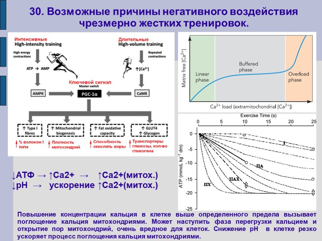 Повышение концентрации. Перегрузка митохондрий кальцием. Кальциевая перегрузка клетки. Повышение кальция в клетке. Концентрация CA В клетке.