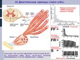 20. Двигательные единицы (motor units). В мышцах обычно насчитывается от нескольких тысяч до нескольких сотен тысяч мышечных волокон, организованных в 50-300 двигательных единиц.