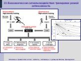 23. Биохимические сигналы воздействия тренировок разной интенсивности. Основные физиологические сигналы, связанные с разными типами тренировок.