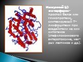 Иммунный (γ) интерферон - простой белок или гликопротеин, синтезируемый Т-лимфоцитами при воздействии на них митогенов (стафилококкового энтеротоксина, нек-рых лектинов и др.).