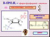 R-ОРO3H2 – эфиры фосфорной кислоты. НУКЛЕИНОВЫЕ КИСЛОТЫ. ХИМИЧЕСКОЕ ОРУЖИЕ. ЗАРИН